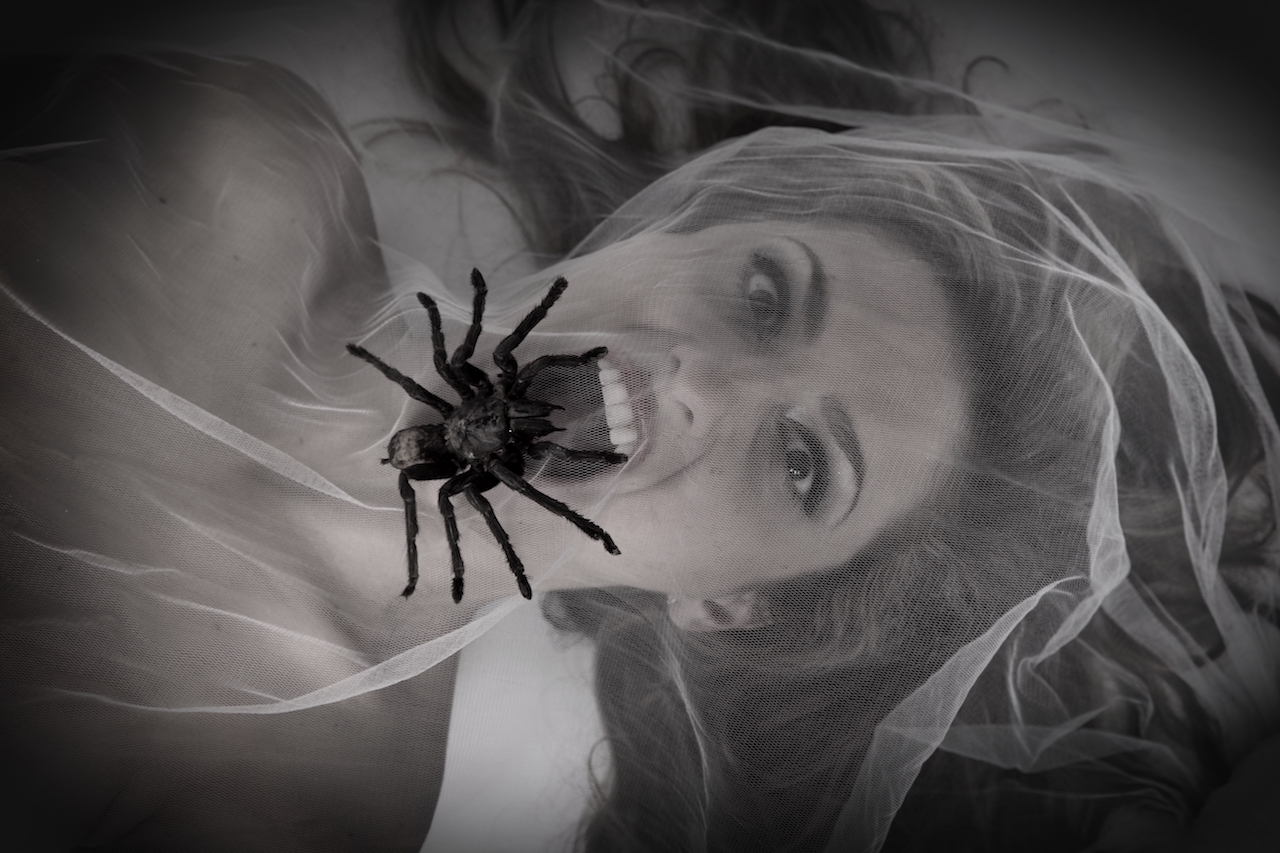 CassandraScalzi Spider1web